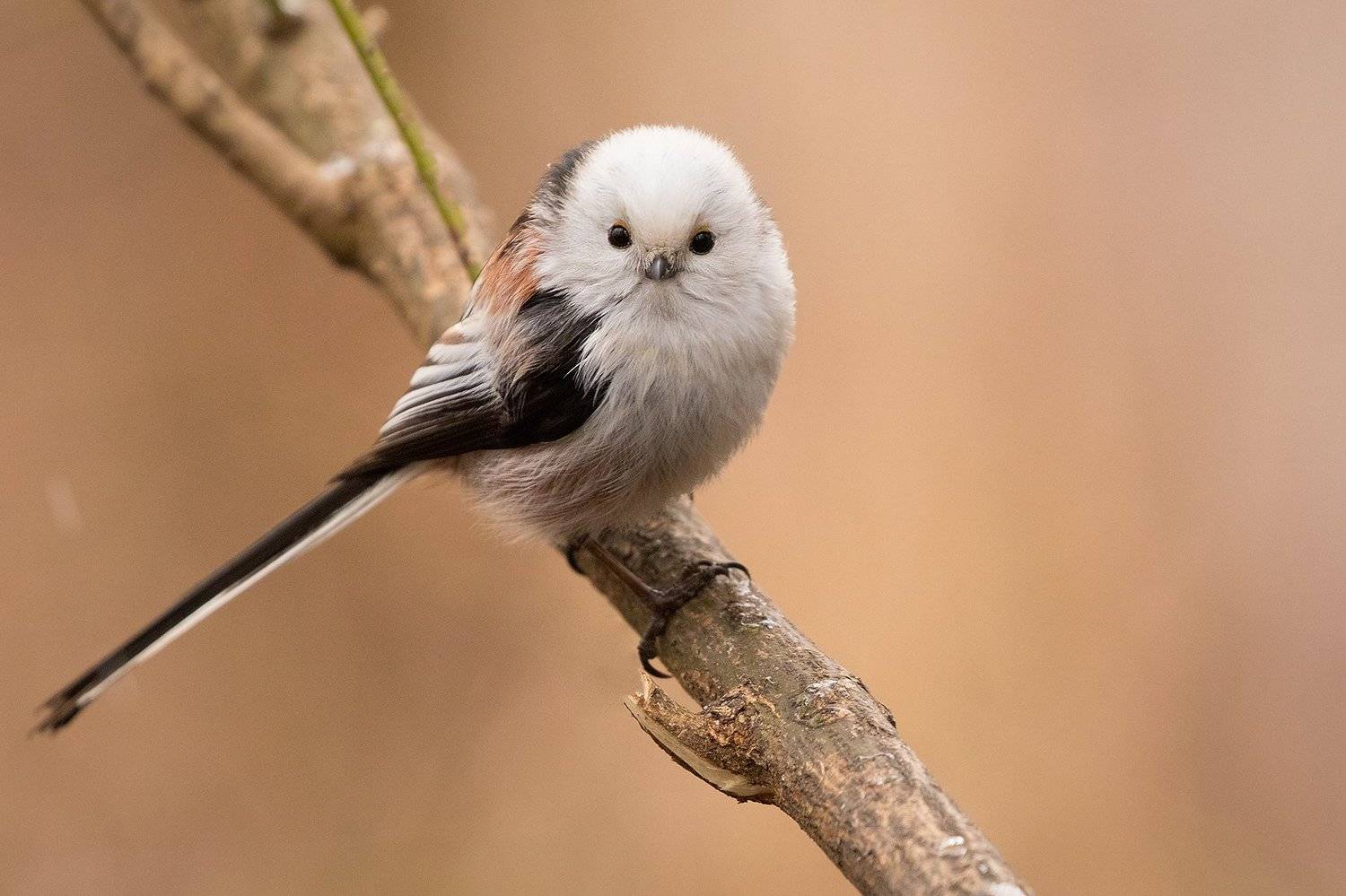 , Robert Adamec