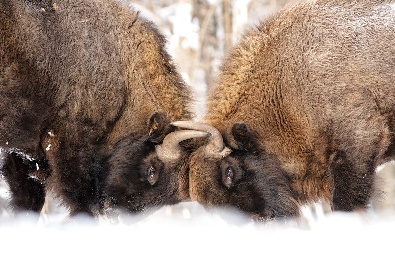калужские засеки, заповедник, дикая природа, зубр, европейский зубр, wildlife, european bison, bison, nature, зубков игорь Молодежь фото превью