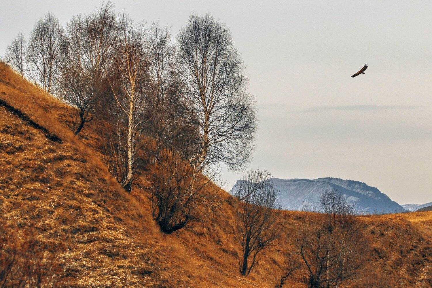 горы,гриф,вершины,пейзаж,небо,деревья,дагестан,природа, Marat Magov