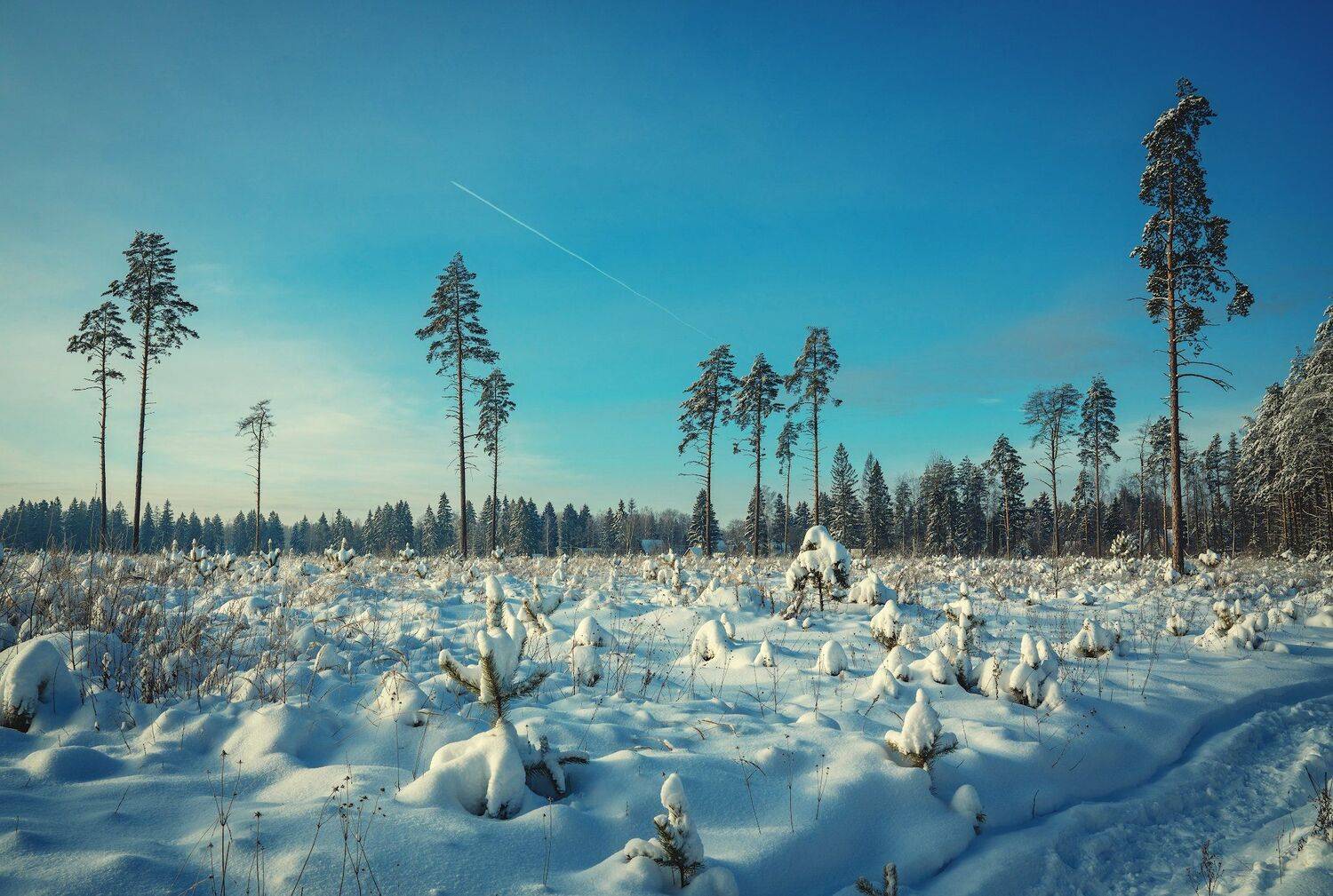 , Константин Дэм