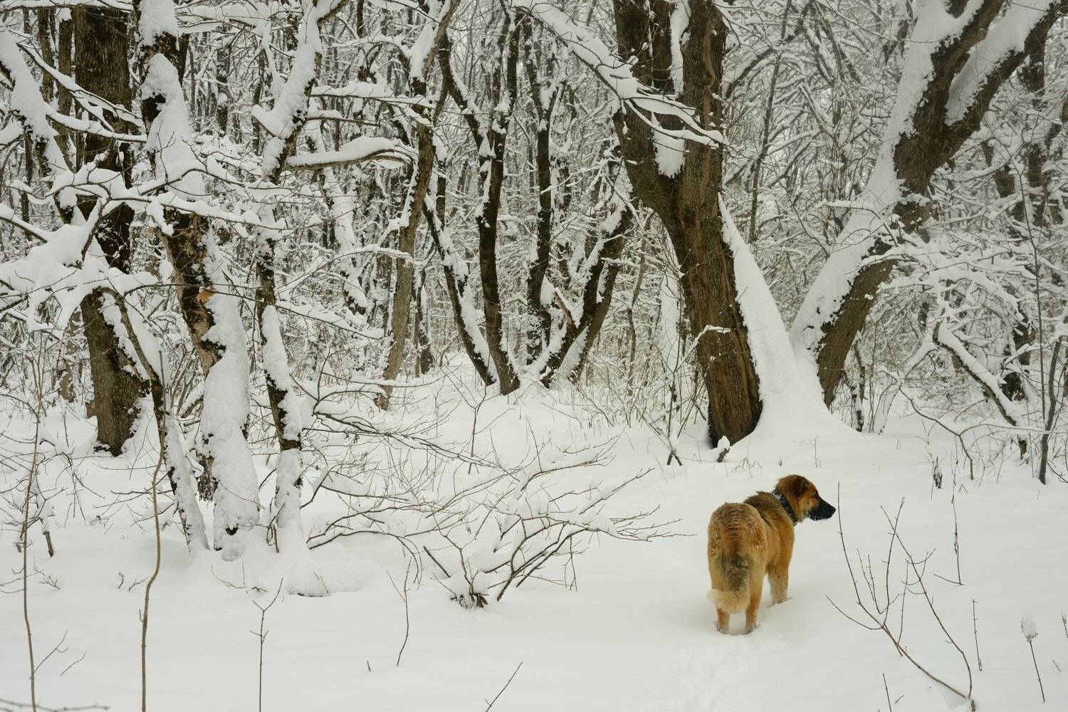 зима лес утро снег собака, Александр Жарников