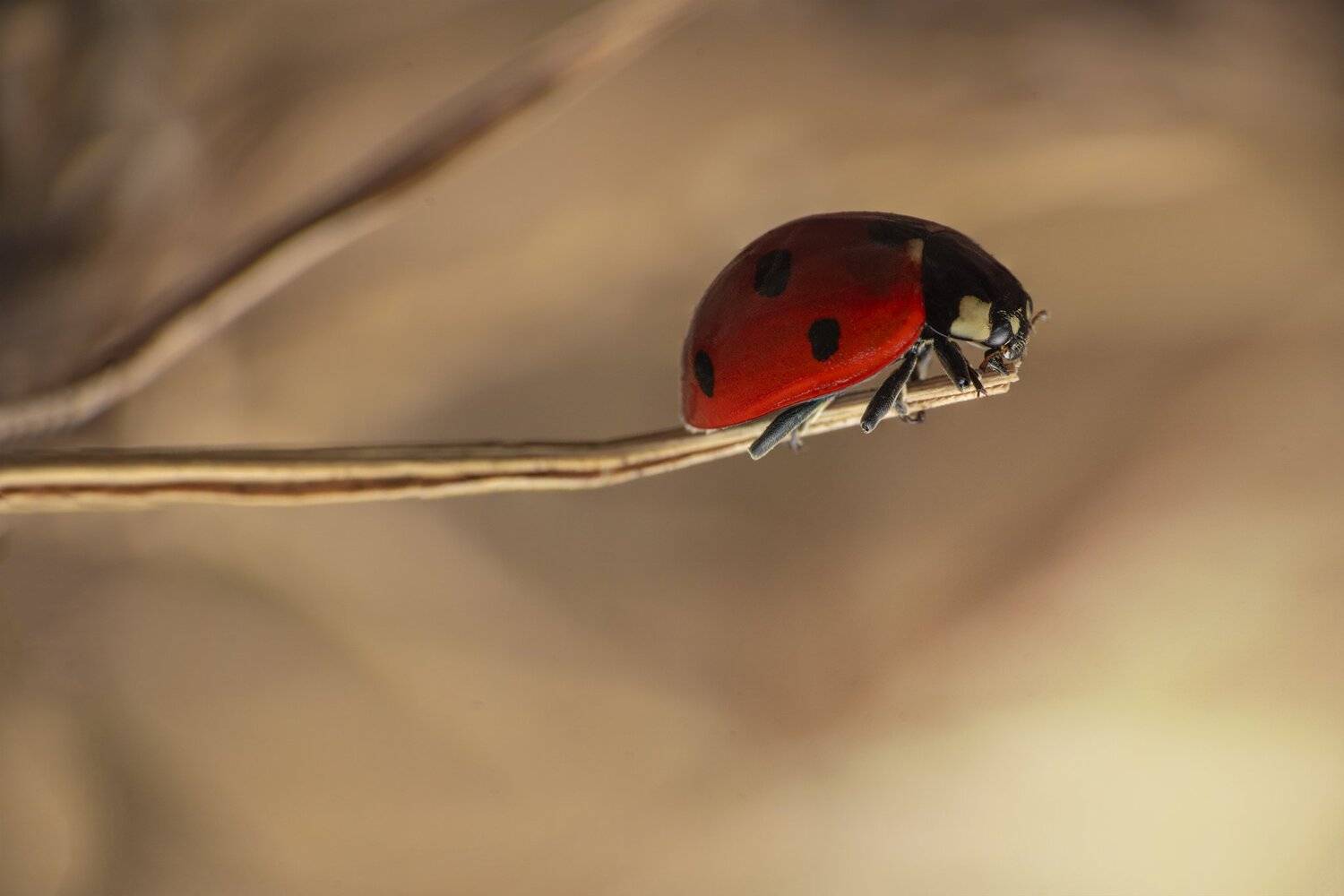 ceclii, macro, nikon d5600, raynox_dcr250, Tsvetan Ganev