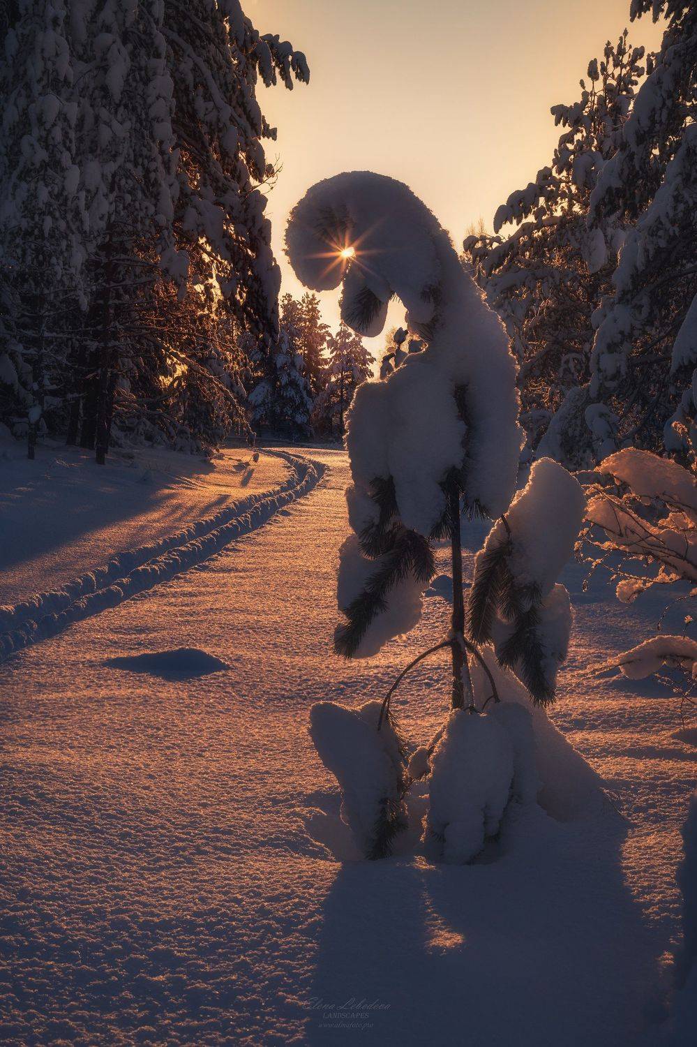 карелия, россия, зима, север, восход, утро, лес, пейзаж, природа, Елена Лебедева