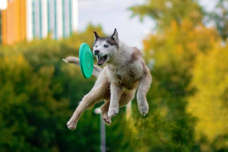 Фрисби фото превью