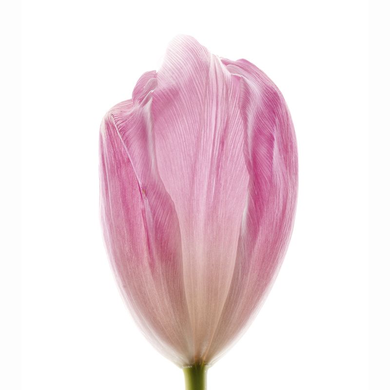 цветы тюльпан увядание красота юность старость сравнение  фото превью