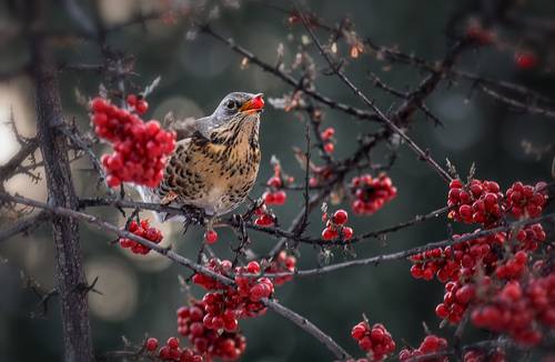 зимняя ягода..