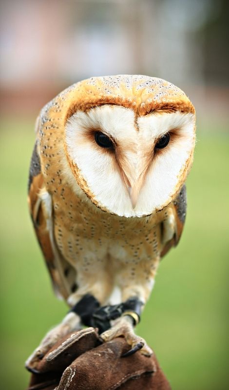 Barn owl фото превью