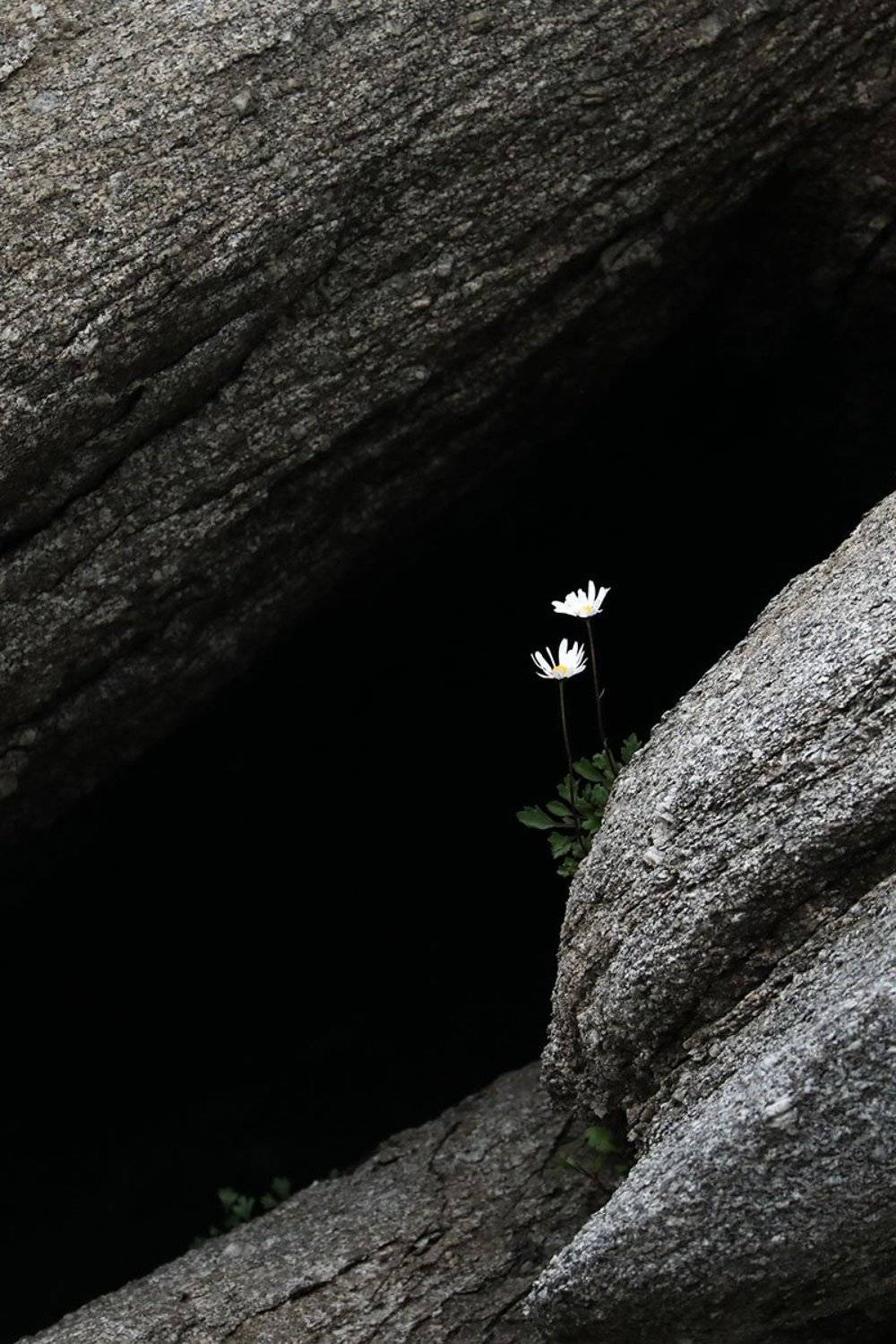 природа, цветы, ромашка, россия, Евгения Кирпиченкова (Клипп)