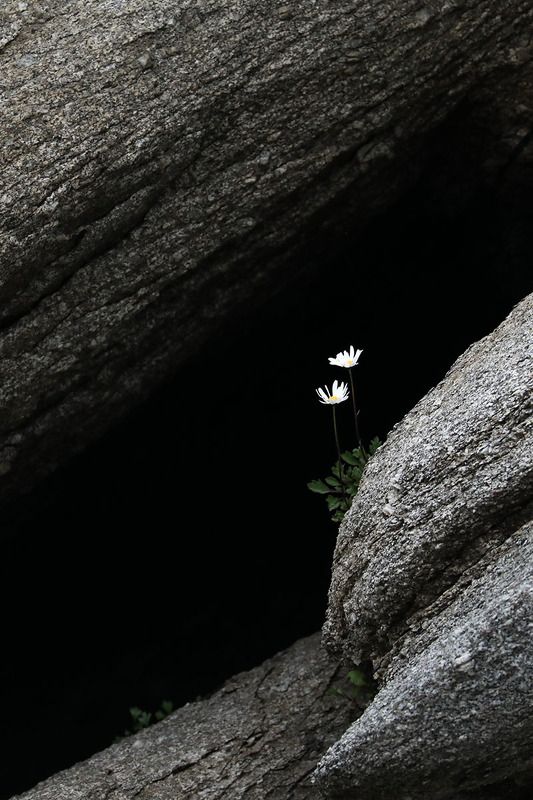 природа, цветы, ромашка, россия Двое фото превью