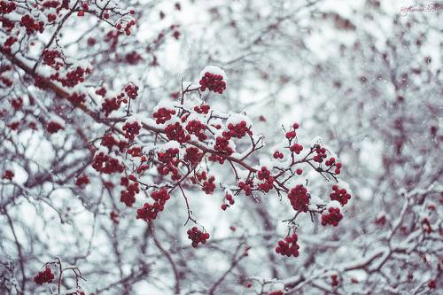 Про костры зимних рябин