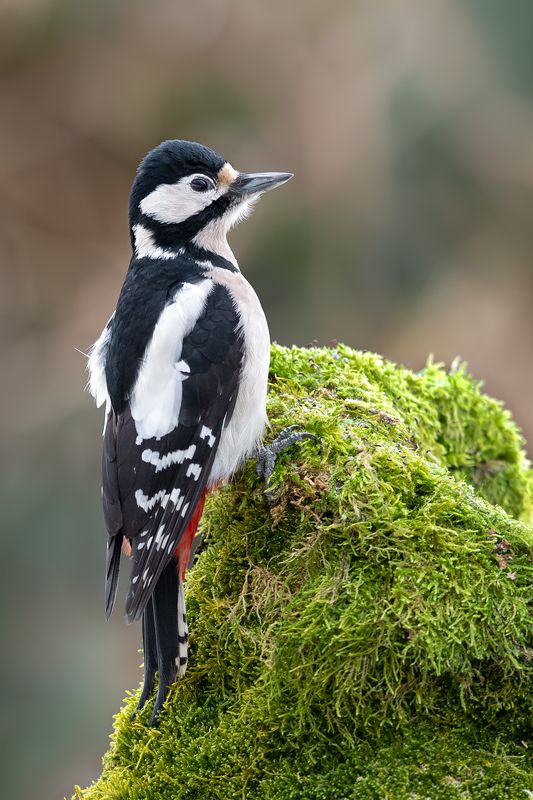 Stukacz фото превью