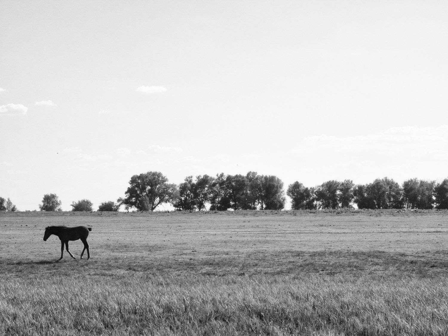 Monochrome, Black and white, Russia, Astrakhan, Loneliness, Elena Beregatnova
