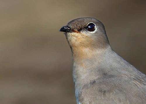 Small Pratincole