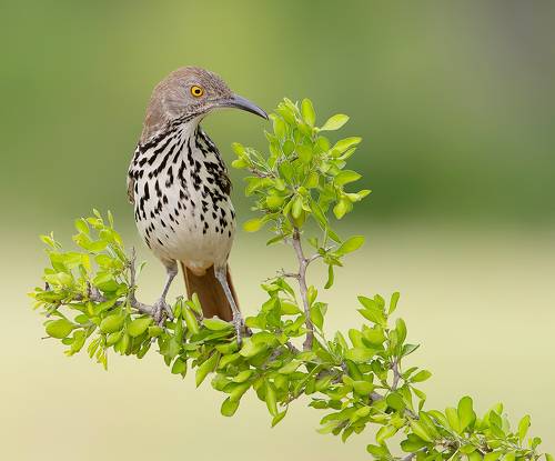 Long-billed Trasher - Рыжий кривоклювый пересмешник