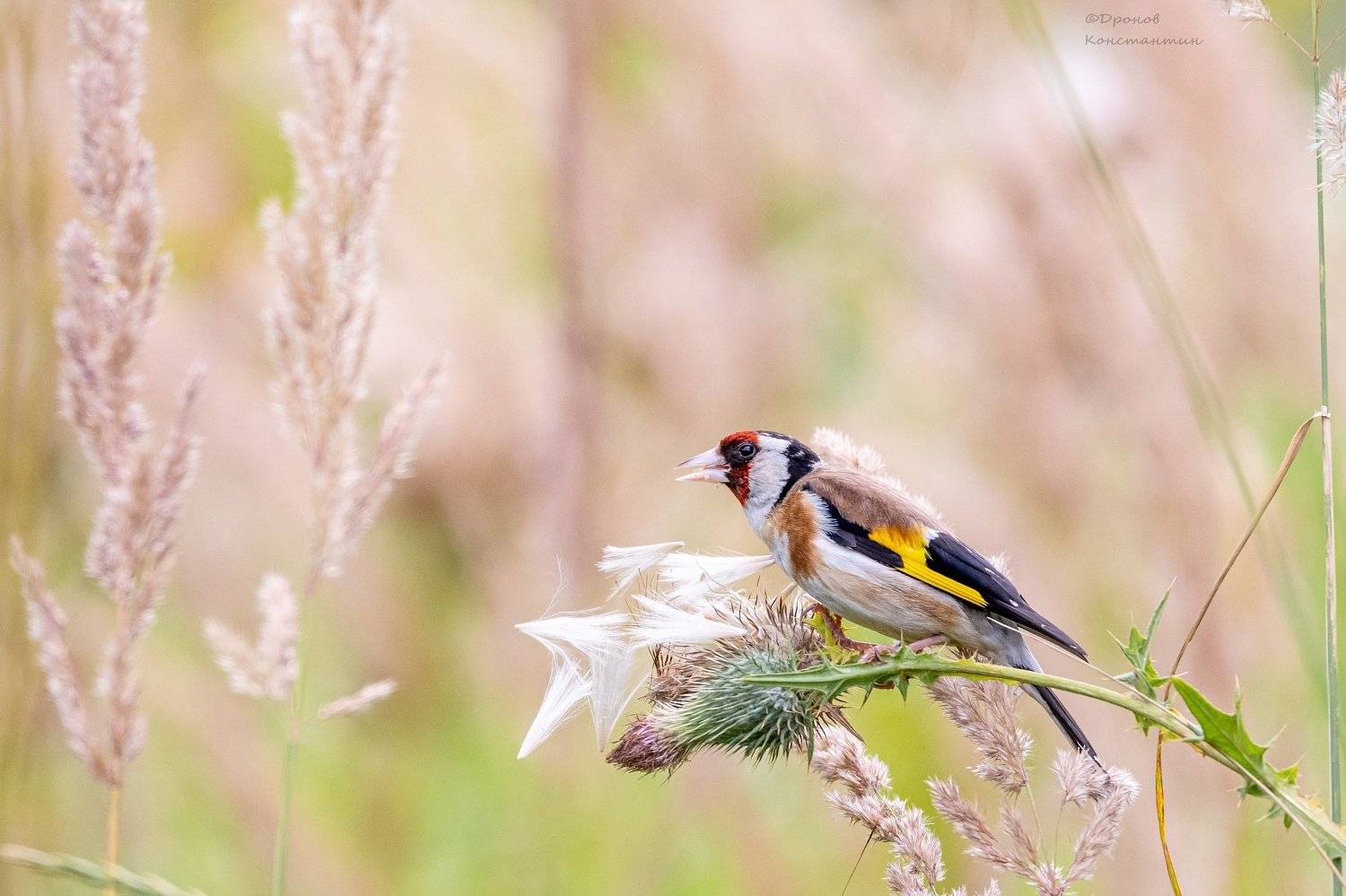 щегол, птицы, фотоохота, Дронов Константин