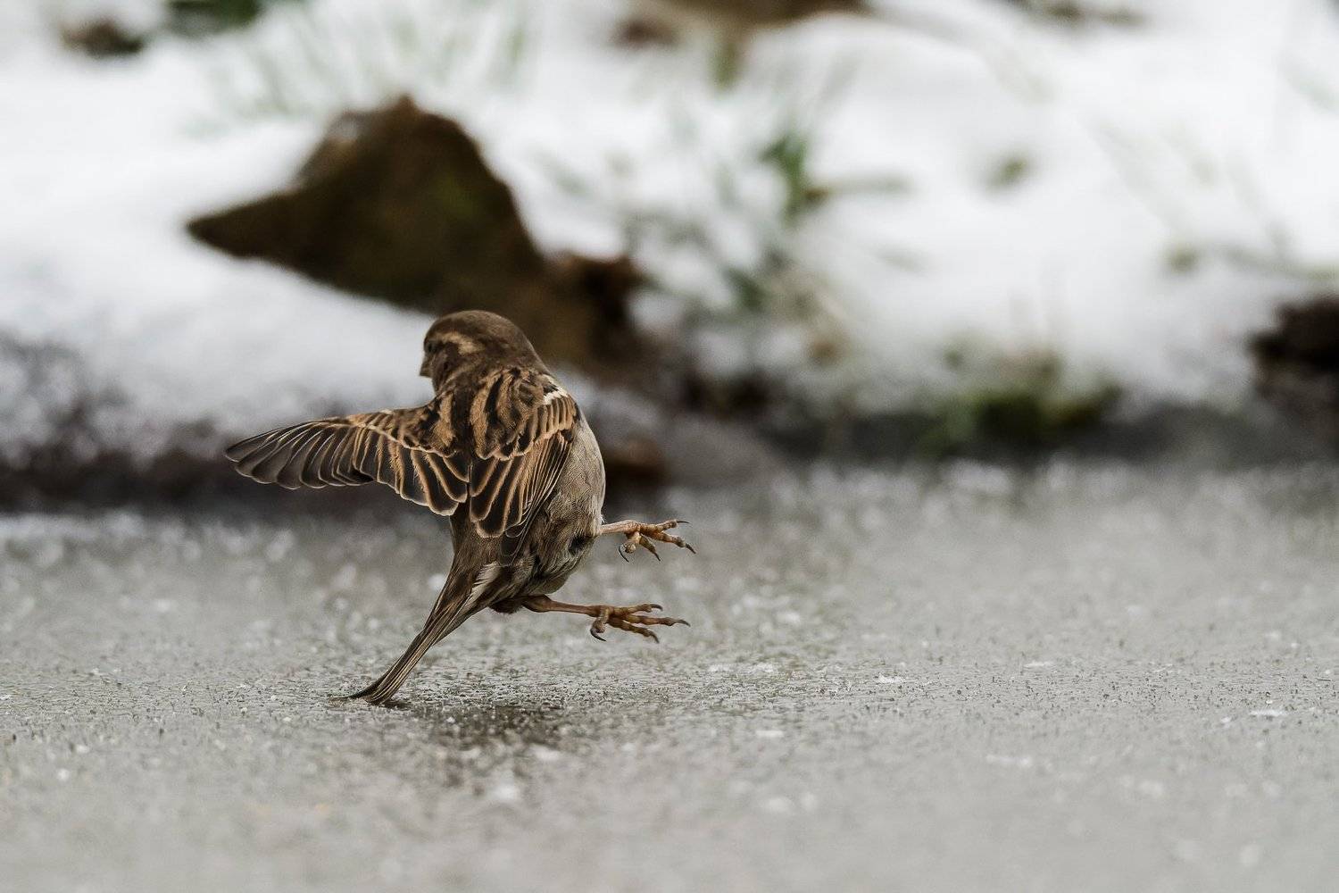 sparrow; bird; ice; dancing; winter; bird; animal; nature, Sib&eacute;