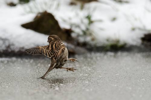 Nice dance step on the ice