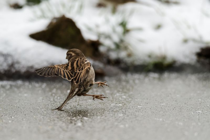 sparrow; bird; ice; dancing; winter; bird; animal; nature Nice dance step on the ice фото превью