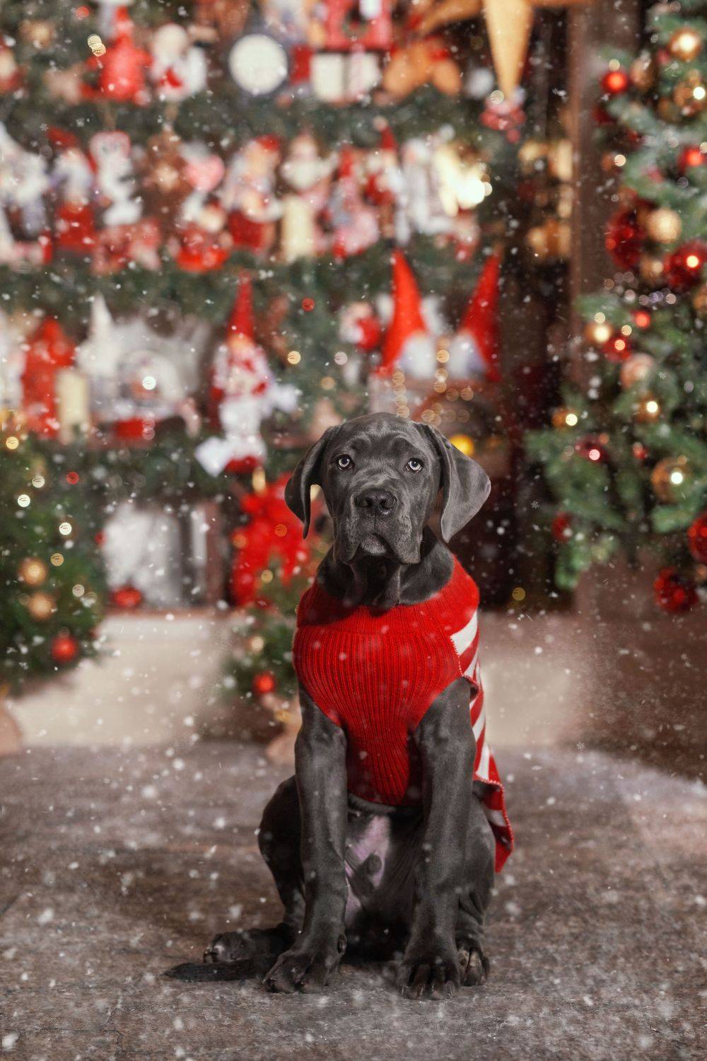 , Оксана Сироштан