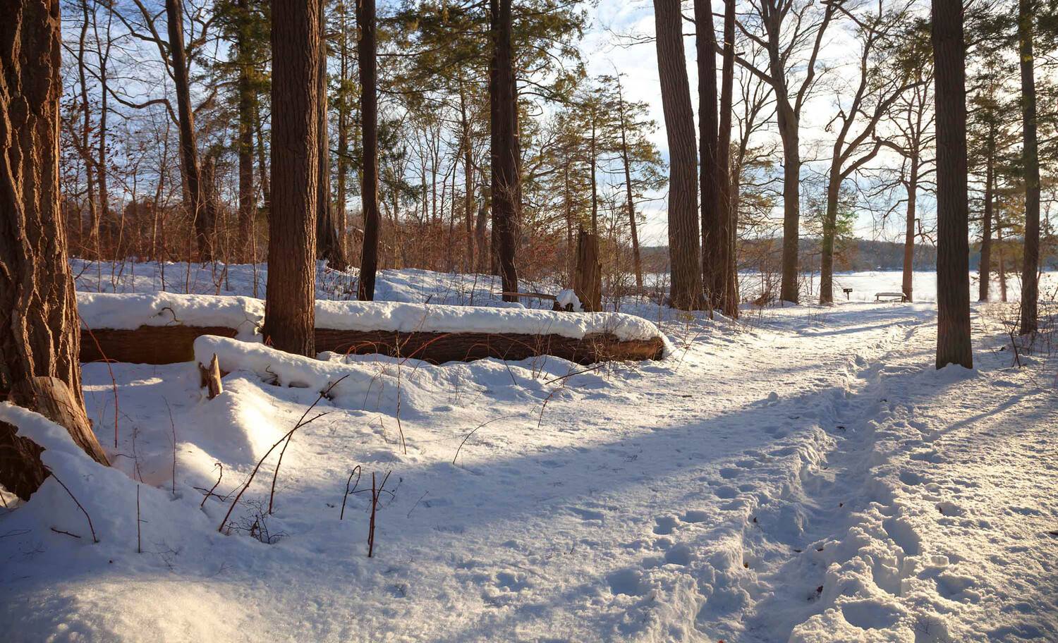 природа,зима,пейзаж,лес,деревья,снег,вечер,, Антонина Яновска