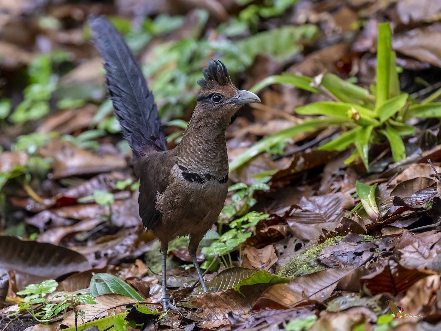 , Fernando Burgalin Sequeira