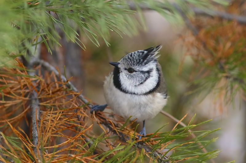 хс-рс фото превью