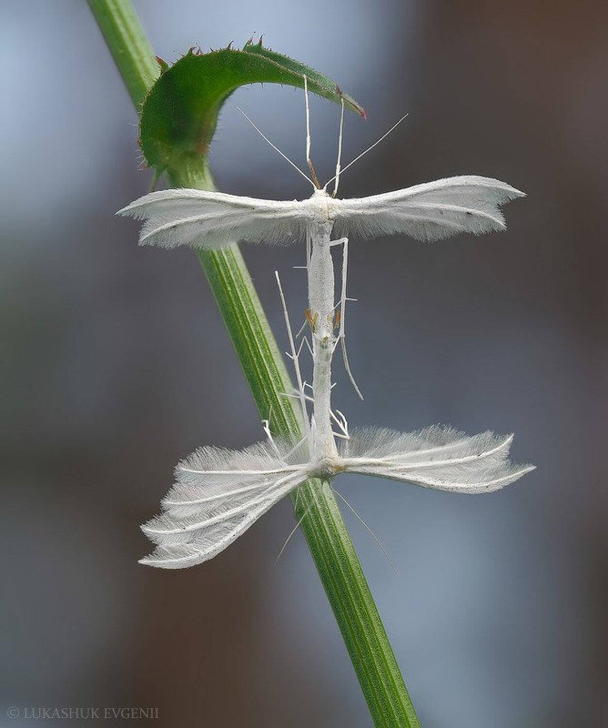 , Евгений Лукашук