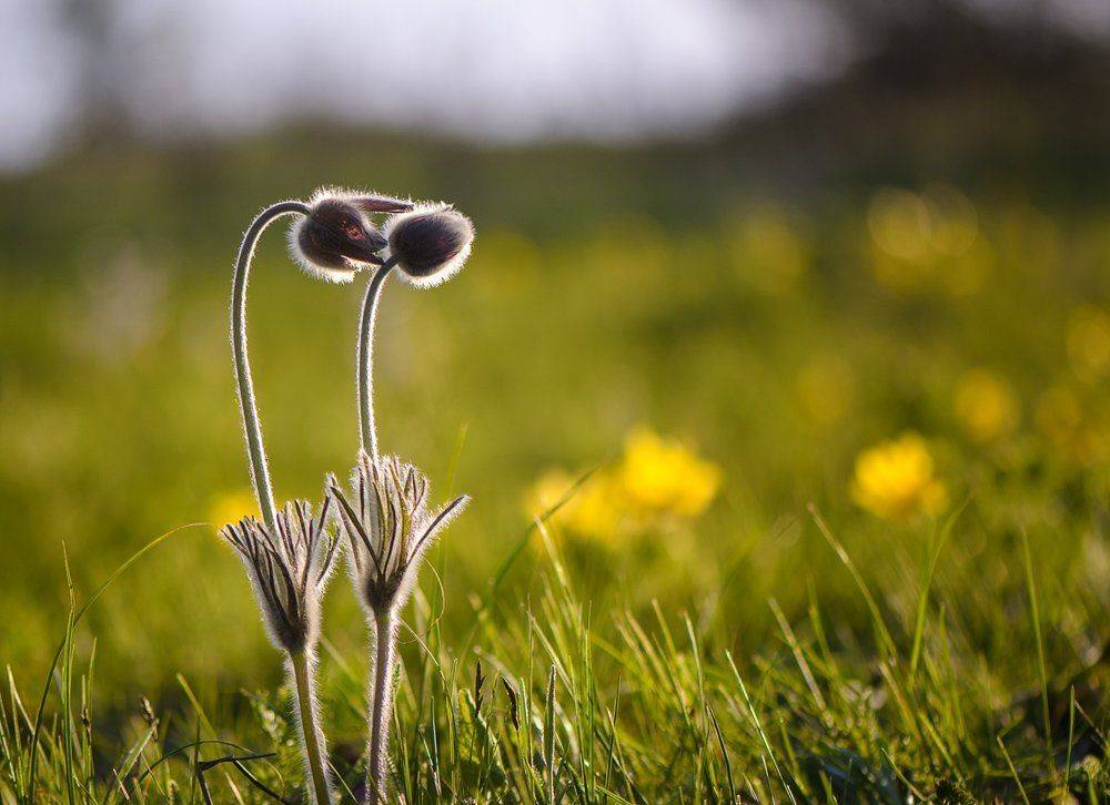 Нежность, Сон-трава, Татьяна Аверина