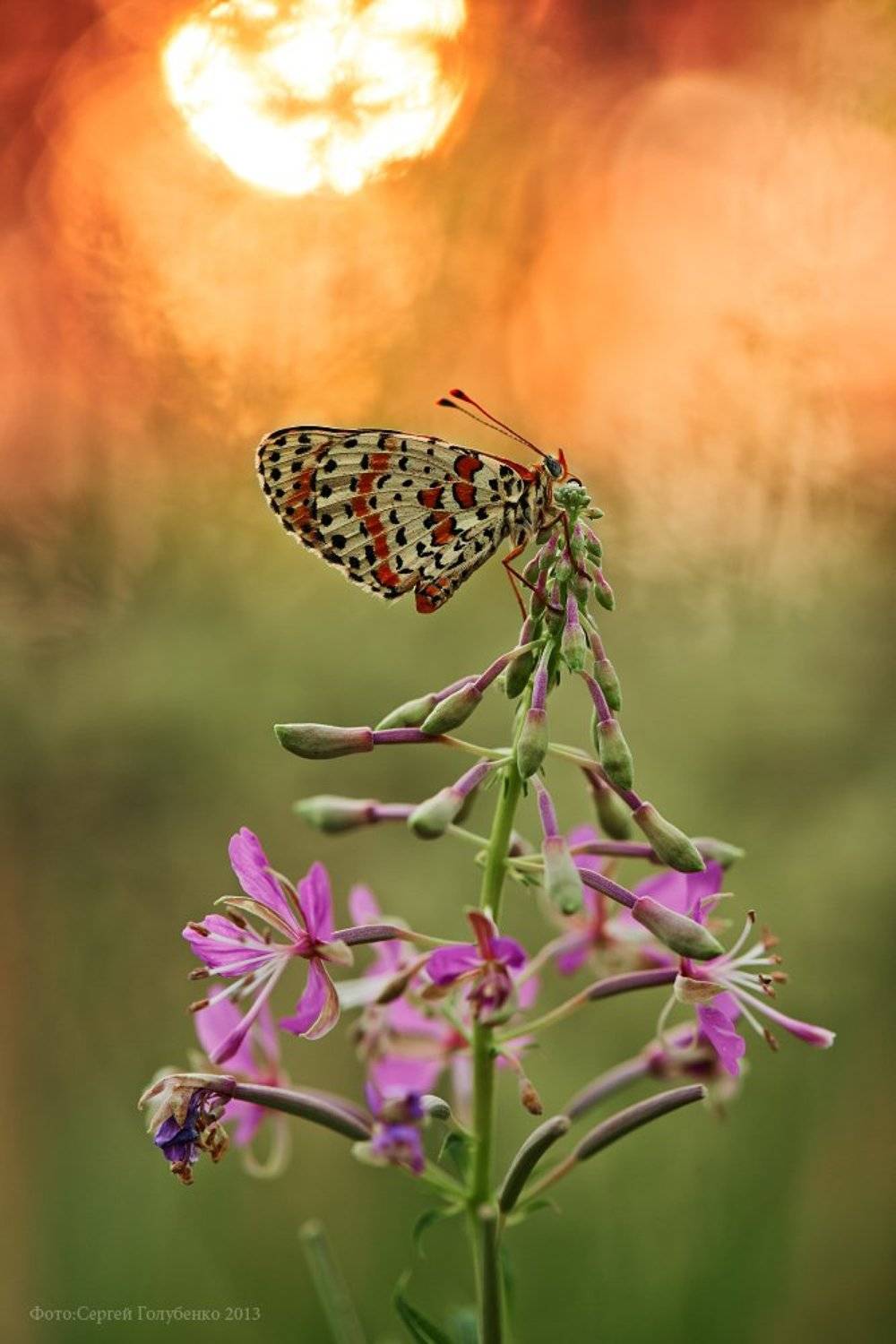 , Сергей Голубенко