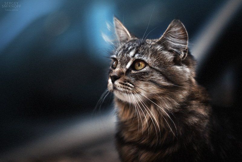 Барсик фото превью