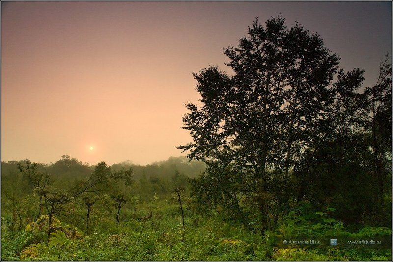 Восход, Камчатка, Лес, Рассвет, Туман Утро фото превью