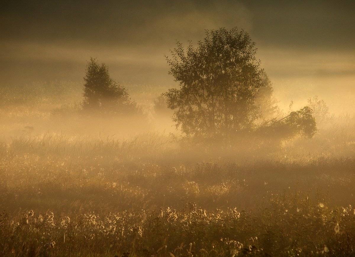 , Владимир Перепечаев