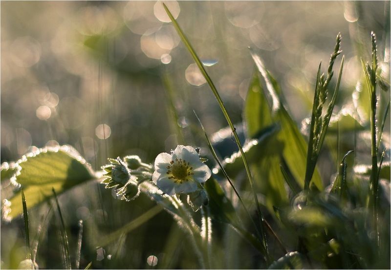 земляничка... фото превью