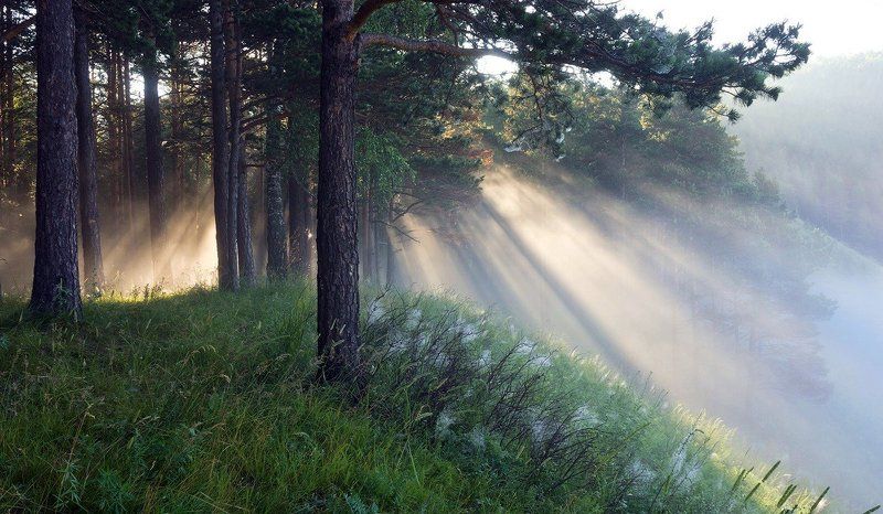 Бор, Лес, Лучи, Рассвет, Сосны, Туман, Утро Утро туманное фото превью