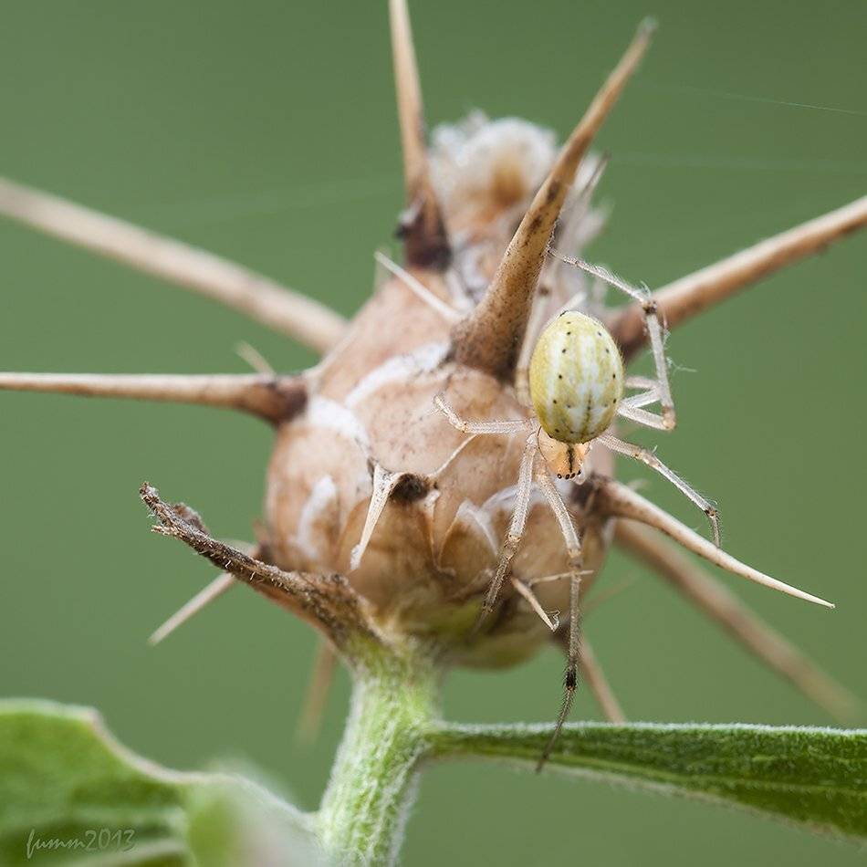 , Игорь ФУММ