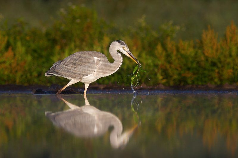 Ardea cinerea фото превью