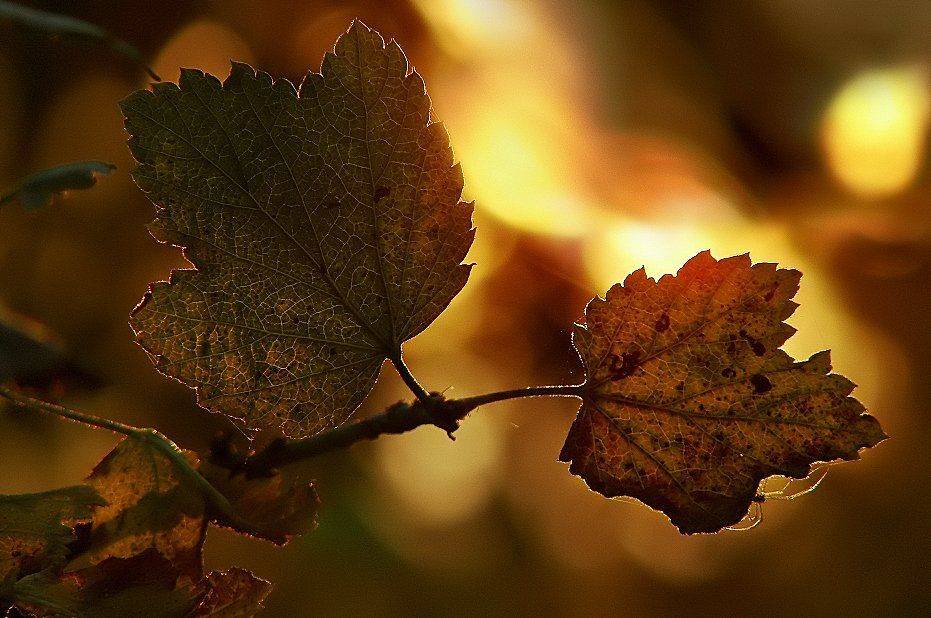 wake,macro, Эмеральд Ваке &copy;