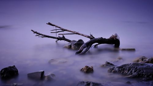 Сиреневый сон старой коряги