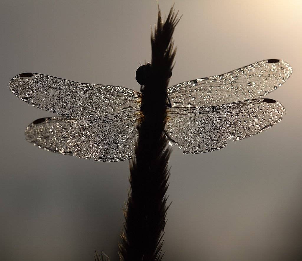 , Сергей Таланов