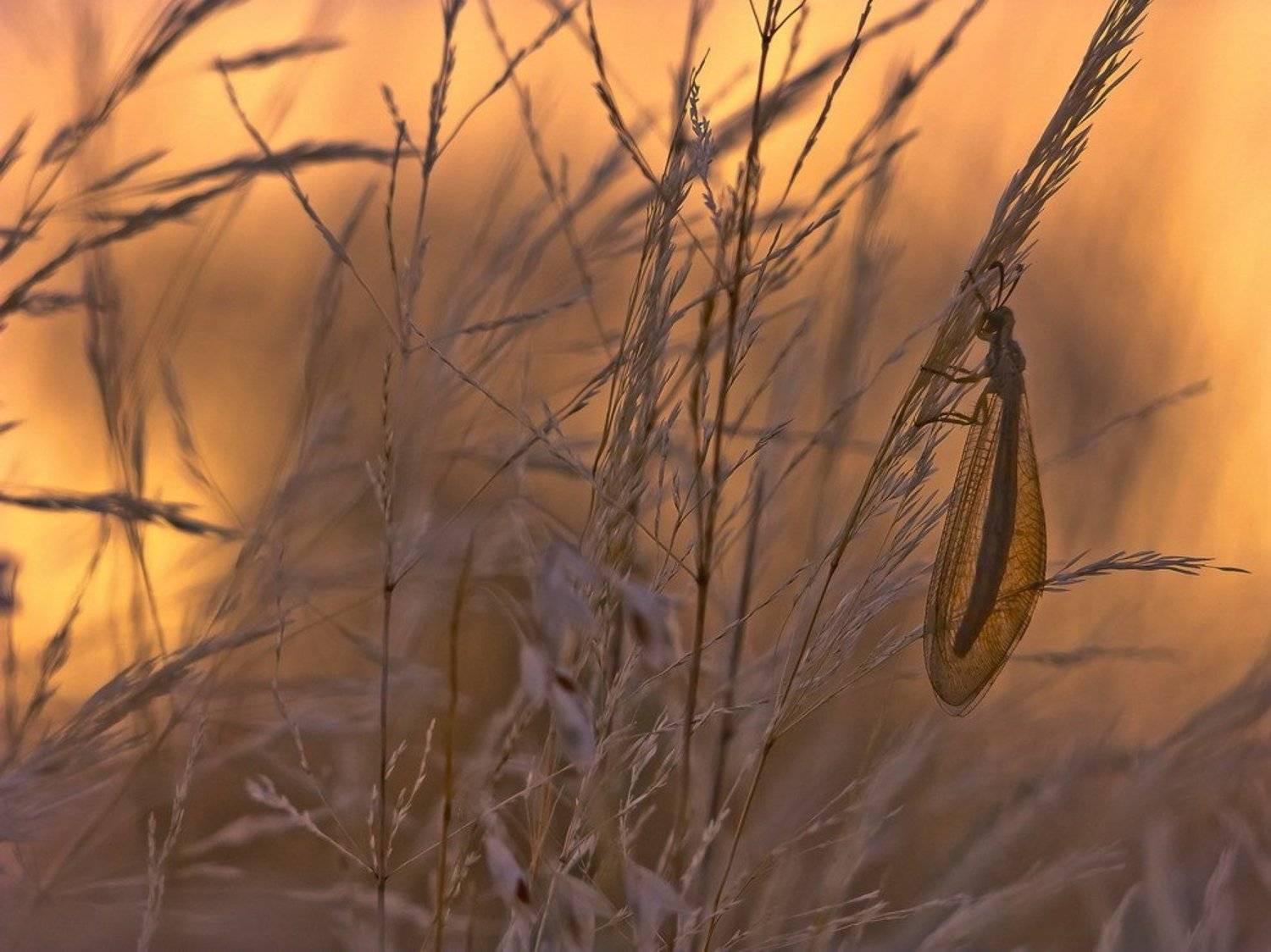 закат, Вячеслав Мищенко