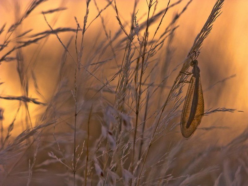 закат В ЯНТАРЕ фото превью