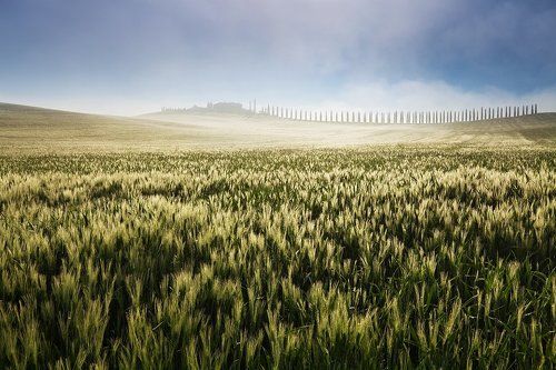 Tuscan misty morning