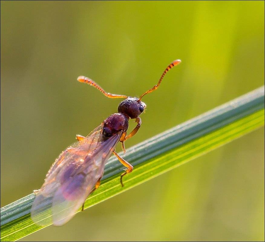, Бурлов Андрей