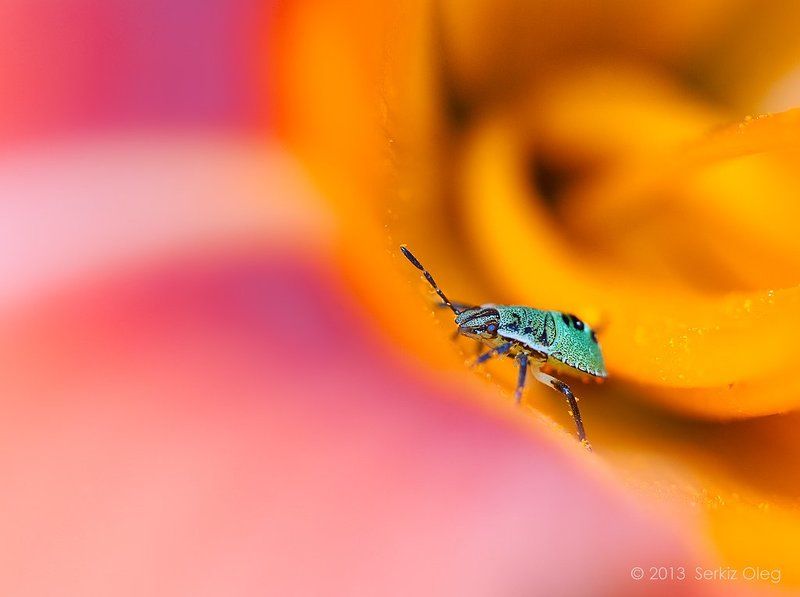 Home фото превью