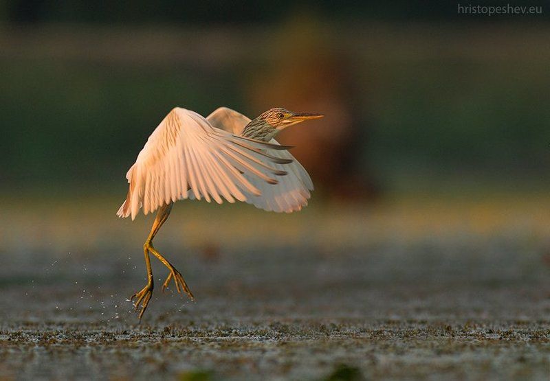 Жёлтая цапля (Ardeola ralloides) фото превью