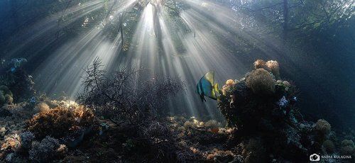 Солнечный дождь