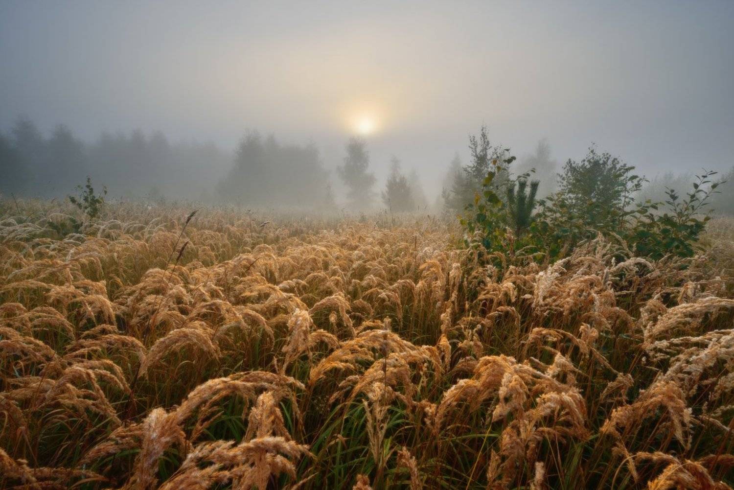 Вашутино, Максим Евдокимов