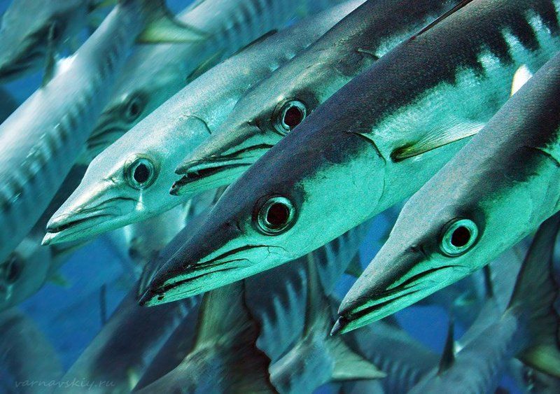 Стрелки фото превью