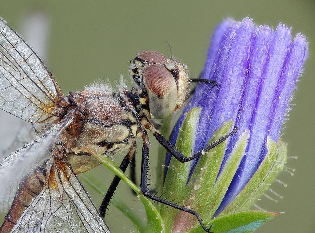 , Сергей Таланов