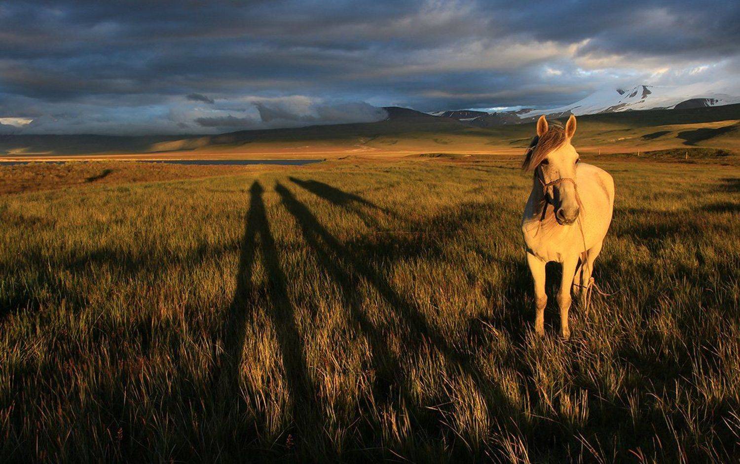 Алтай, Закат, Конь, Тень, Укок, Артем Головин